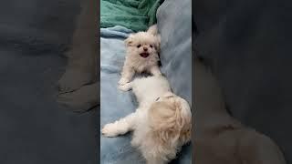 @GreenShopUA #puppy #petshub #petsworld #cute #petsrule #pet #pupsworld #doglife#worldpetslover