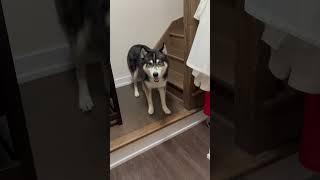 Впервые! Хаски не  хочет гулять #нашасобака #husky #huskylife #puppy #нашпес   #funny #pets