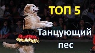 ТОП 5. Танцующий пес