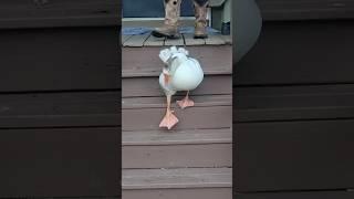 Lulu has had enough! #geese