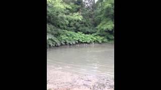 Bergholz Mud Ratz