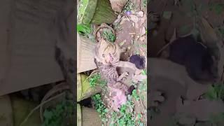 Дикая кошка , приняла человека .