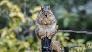 The Squirrel, the Physicist and the Bird Feeder