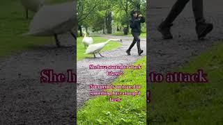 Mama #swan have become more aggressive
