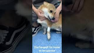 "Miracle Moment: Dog recovers from epilepsy and is finally out of the hospital!