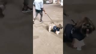 Mera beta (Coco)#Shih Tzu