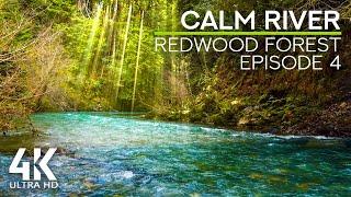 Relaxing Soundscape of the Redwood Forest River - Calm River Flow Sounds & Gentle Birds Songs - #4