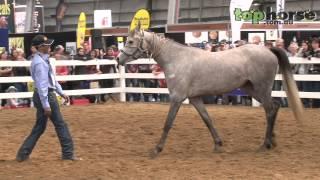 Equitana Melbourne - Ali Al Ameri Horse Training for Film Work Part 1