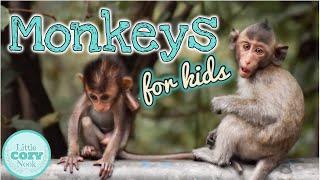 MONKEYS for Kids | Fun Monkey Facts for Children!