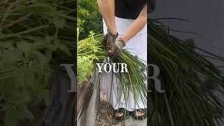 Chives looking floppy or limp? Give them the “ponytail” chop to save them! #garden #herbs #plants
