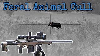 Shooting Feral Pigs & Foxes || Pulsar Thermion 2 LRF XP50 Pro Thermal Scope || 308 Winchester Rifle