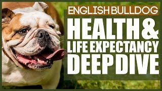 ENGLISH BULLDOG HEALTH AND LIFE EXPECTANCY