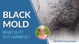 What Is Black Mold? How Does It Start? Is It Harmful?