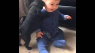 Adorable overload! Baby and pups