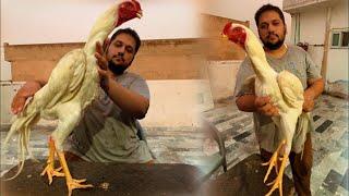 How To grow Shamo Aseel Chicks, White King Shamo Only Hsn Hassan Butt, Ground Birds Farming, Murga