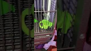 exploring the cage
