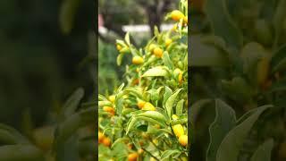 What is a kumquat taste like?#shorts