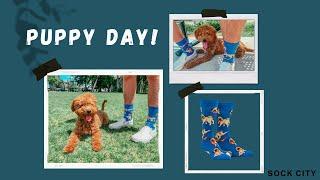 Puppy Day! | Sock City