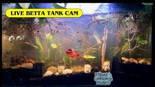 Live AquariumTangerine Koi Betta, shrimps Trumpet SnailsFish Tank CamNo sound Relaxing video