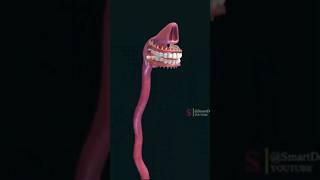 Esophagus | The digestive system.