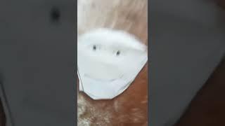 Бедный АБОБУС#Абобус#мем