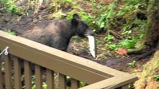 Sumdum. Black Bear at Anan Creek