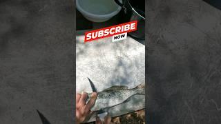 How to clean trout (easy) #fishing #saltlife #troutfishing #outdoors #danco