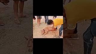 Pitbull vs rottweiler 