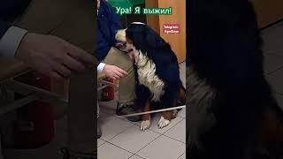 Полное видео уже на канале  #юмор #собака #куплинов #озвучкаживотных #милота