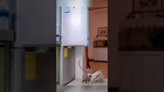 Los misifú haciendo de las suyas; #Short #animals #funny