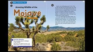 Amazing Wildlife of the Mojave Part 1