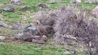 Keklik Avı (Bağlı) - الحجل طائر - куропатка - partridge