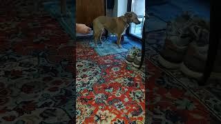 #собака #сало #Жужа  не захотела  ковбаси