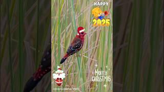 #merrychristmas and #happy #newyear to all by Johnbosco Michael red #munia #shorts #viralvideo