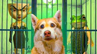 ТЮРЬМА для ЭСПРЕССОНА СИНЬОРА и БОНЕКА АМБАЛАБУ!! Хаски Бублик Говорящая собака