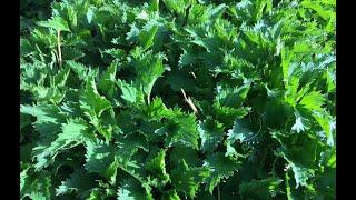 Stinging Nettle : Uses and Benefits