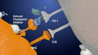 Immune Checkpoint Inhibitors, The Next Generation Cancer Therapy - Creative Biolabs