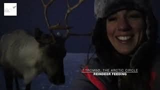 The Teacher Traveller: Wild Reindeer Feeding, Tromsø, Norway