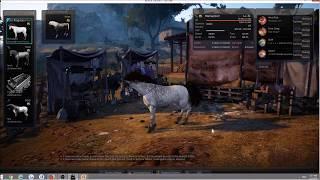 Tier8 Courser Training, Dream Horse - BDO