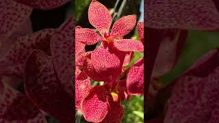 Blooms in June! #orchids #orchidchannel