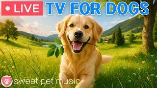 24 Hours of Dog TVCalming Sleep Music for Your Dog🩷Soothing Music for Dogs with Stress & Anxiety