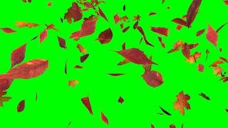 Green screen falling leaves wind effect Free download Autumn footage