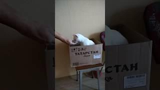 #всё, что осталось после новогодних праздников.#котики #video ##белый