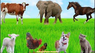 Cutest Animals: Sheep, Cow, Chicken, Horse, Dog, Elephant - Animal Videos