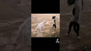 Funny cats. Забавные моменты с котами.  #shorts #кисаикотя #коты #юмор  #приколы