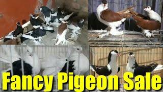 FANCY PIGEONS OF DIFFERENT VARIETY | FANCY PIGEON KOLKATA SALE | FANCY PIGEON IN INDIA