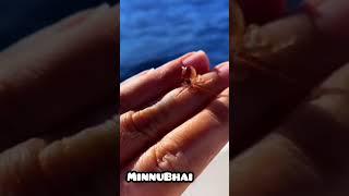 #animals #shokeen ‍ #transformation #trending #shorts