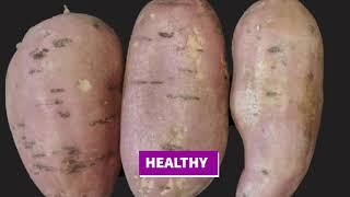 Episode 29: Harvesting and Curing Sweet Potatoes