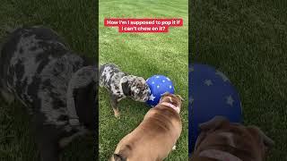 The big ball! #bulldog #dog #pet #butkusgregory #harleyblu #ball #puppy #doggo #doglover