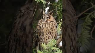 Owl see you later